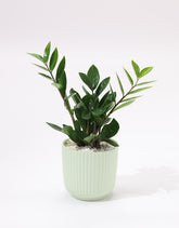 نبات زامبيا الخضراء بحوض سيراميك مخطط باللون الاخضر الفاتح